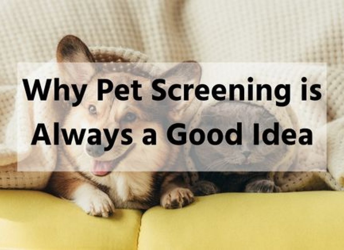 Why Pet Screening is Always a Good Idea