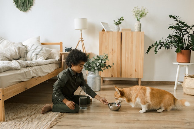 dog being fed