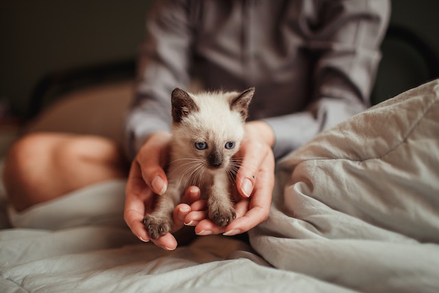 kitten on bed