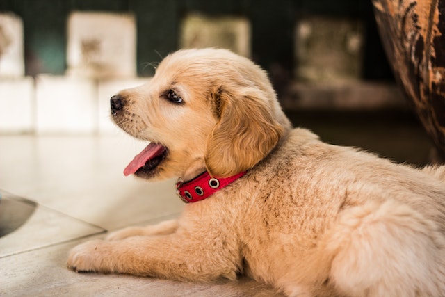 yawning puppy