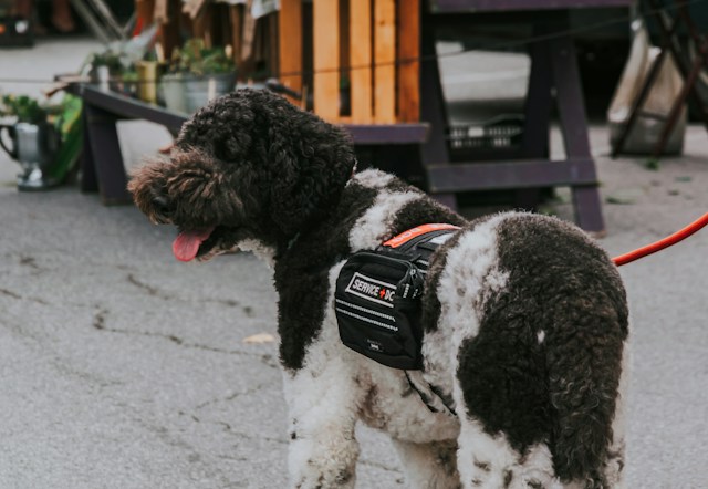A dog with a “service dog” vest.